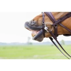 Trust Eggbut Inno Sense Port -Waldhau Paard Winkel trust 864a2072.b639c1