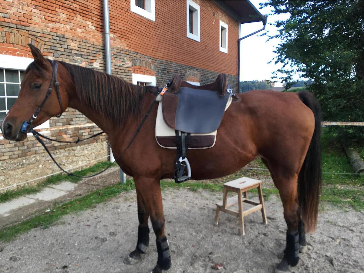 Waldhau Paard Winkel -Waldhau Paard Winkel 6eaefd2e077eda194a5b1c56d64033ec171016972472513